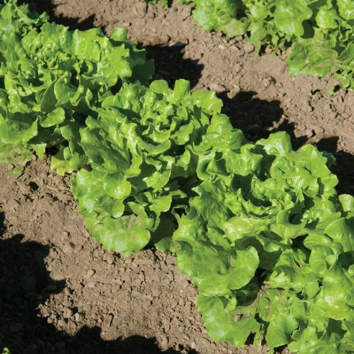 Heat Tolerant Vegetables Nevada Pelleted Lettuce Seed | Garden Seeds, Lettuce Seeds Photo 975