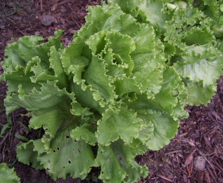 Heat Tolerant Vegetables Shade Tolerant Vegetables Vs Sun Friendly Veggies Image 202