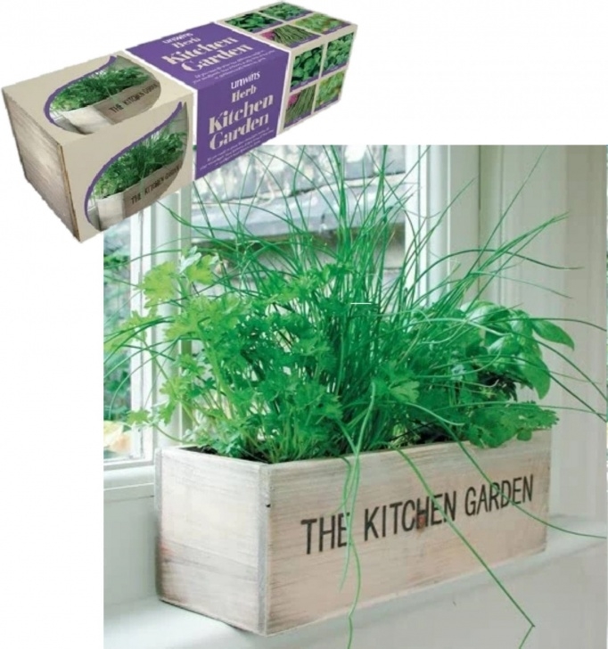 Herb Growing Kits For The Kitchen Kitchen Herb Kit - Ferndale Garden Centre Photo 302