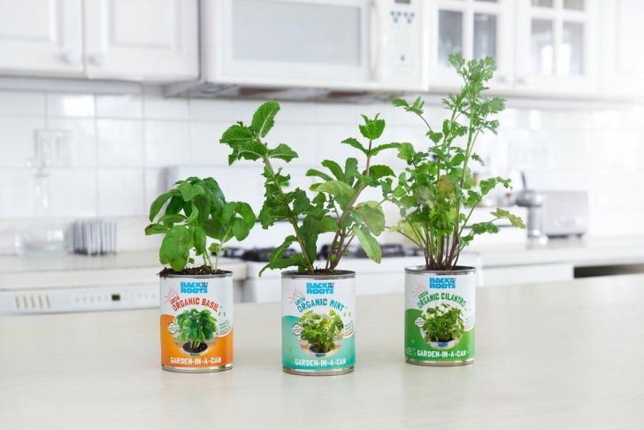 Herb Growing Kits For The Kitchen Pin By Dan Steinmetz On Gardening &amp; Homesteading In 2019 Picture 932