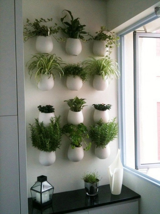 Herb Plants For Kitchen 271690_109384675827495_100002678905142_60567_8141168_O Photo 009