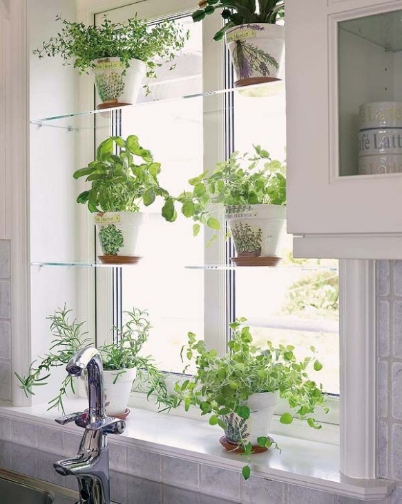 Herb Plants For Kitchen Glass Shelves, White Pots | Herb Garden In Kitchen Image 872