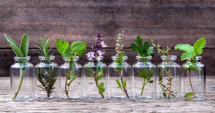 Herbs You Can Grow Indoors 10 Herbs We Can Grow Indoors In Water All Year Long - The Image 401