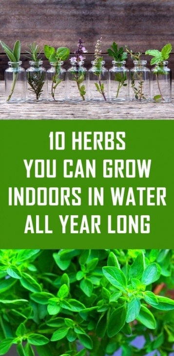 Herbs You Can Grow Indoors 10 Herbs You Can Grow Indoors In Water All Year Long Photo 155
