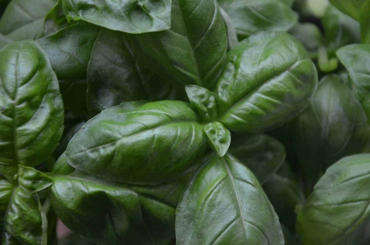Herbs You Can Grow Indoors 13 Best Herbs To Grow Indoors | Shtfpreparedness Image 421