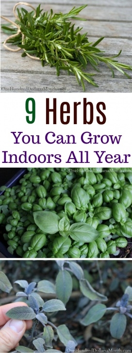 Herbs You Can Grow Indoors Gardening Archives - One Hundred Dollars A Month Picture 471