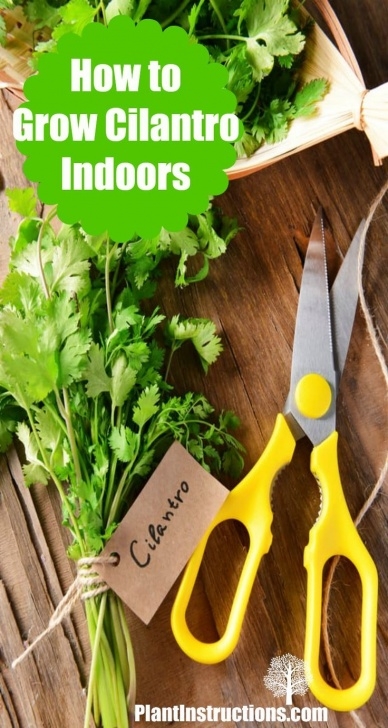 Herbs You Can Grow Indoors Growing Cilantro Indoors: How To | Growing Herbs Indoors Image 246