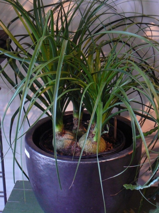 High Light Indoor Plants 10 Best Indoor, Low-Light Succulents In [Year] | Low Light Picture 960