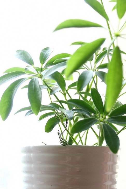 High Light Indoor Plants 124 Best Schefflera Images On Pinterest | Indoor House Image 164