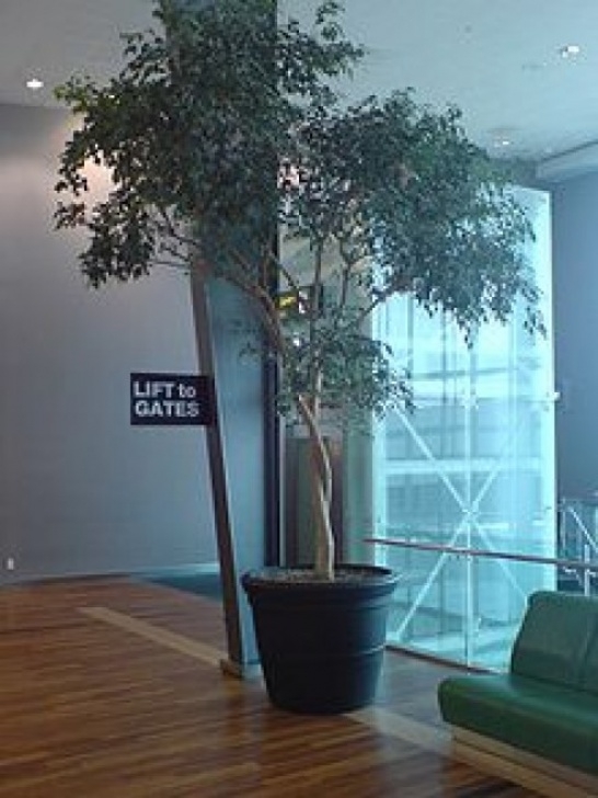 High Light Indoor Plants A Guide To High Humidity Houseplants | Dengarden Picture 627
