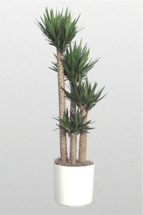 High Light Indoor Plants High Light Plants Image 230