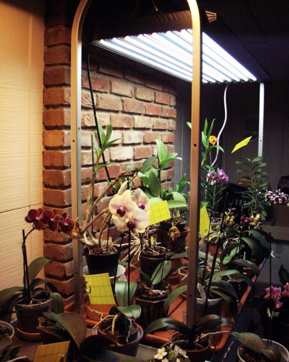 High Light Indoor Plants Orchid Collection Under T5 High-Output Fluorescent Grow Image 021