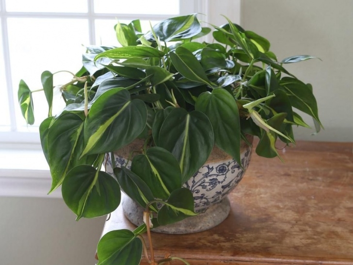 High Light Indoor Plants Plants To Grow In Your Bathroom | Plants For Inside The Image 908