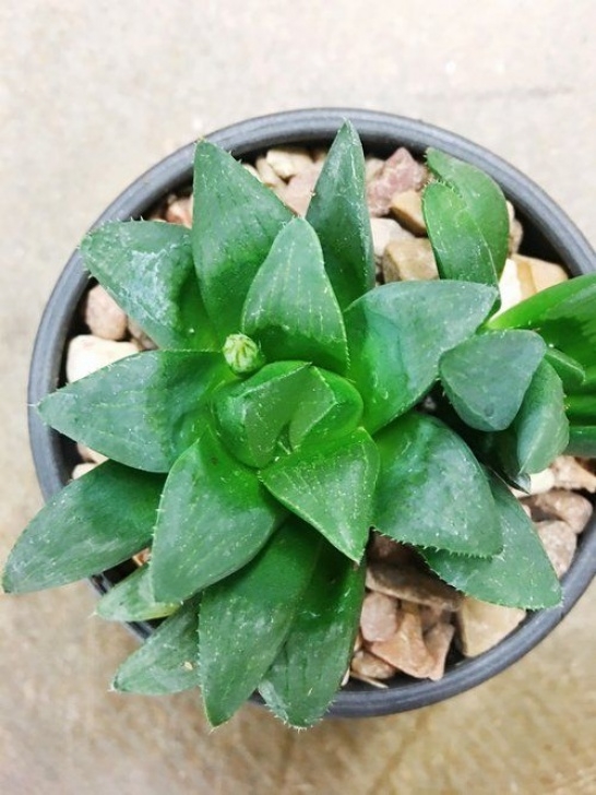 High Light Indoor Plants Succulent Care Guide: High Vs Low Light Succulents Image 358