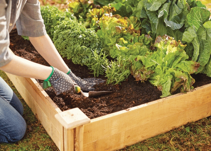 Home Depot Raised Bed Soil Grow Goodness When You Plant An Edible Garden | Garden Club Picture 127