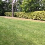 Home Garden Maintenance Services Laurel Hedge Cutting Dockenfield Photo 176