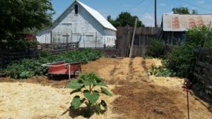 Homestead Gardens Landscaping Homestead Garden Tour 2018 - Youtube Image 358 Homestead Gardens Landscaping Homestead Garden Tour 2018 - Youtube Image 358