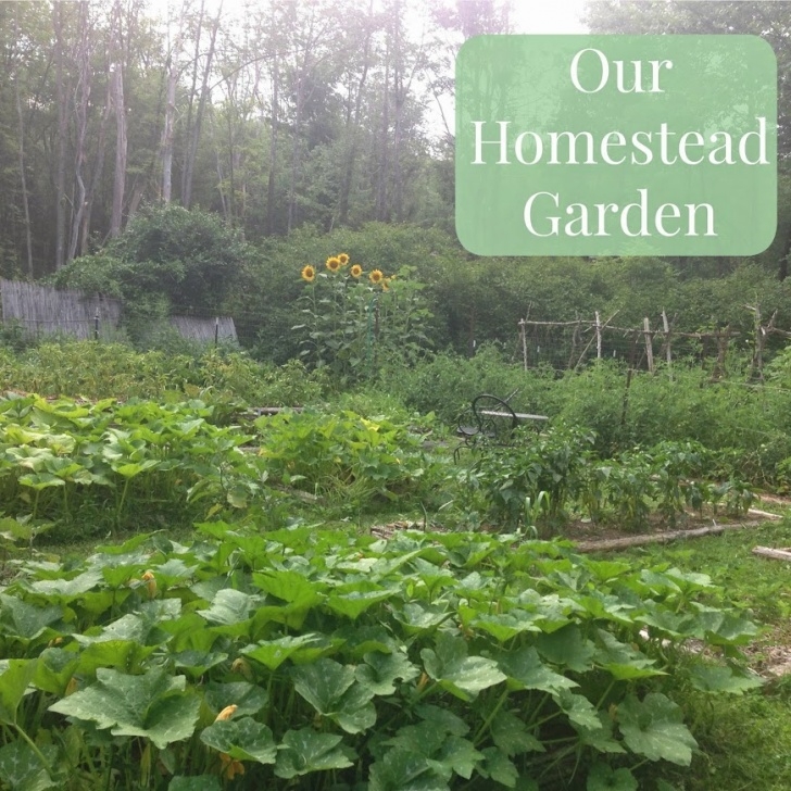 Homestead Gardens Landscaping Linn Acres Farm: Browse All Posts Photo 023