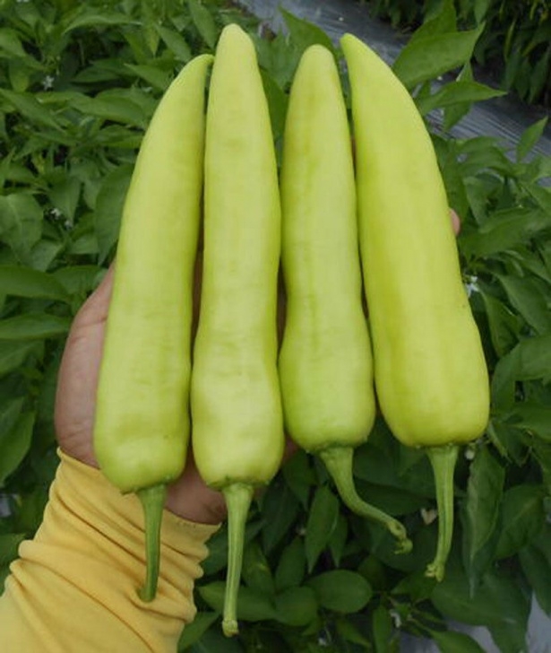 Hot Banana Pepper Plant Best New Seeds Of Sweet Banana Pepper Long Pale Green To Photo 480