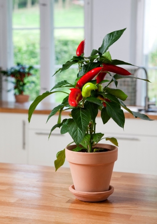 Hot Banana Pepper Plant Capsicum Annuum 'Hot Banana' | Banana Pepper | Shades Of Picture 756