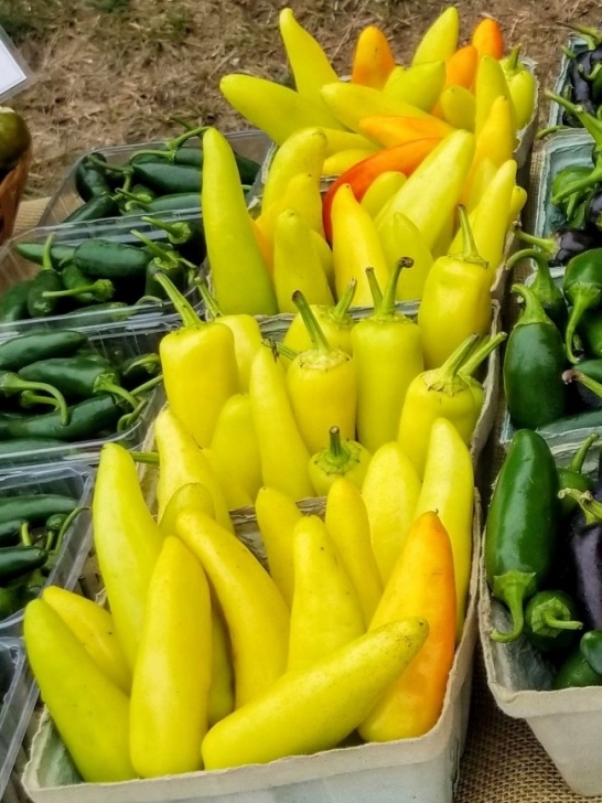Hot Banana Pepper Plant Hot Banana Pepper 'Hungarian Yellow Wax' Seeds – Peppers Image 515