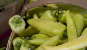 Hot Banana Pepper Plant How To Grow Banana Peppers In Florida | Garden Guides Photo 308