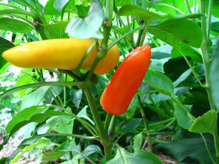 Hot Banana Pepper Plant Photo Of The Fruit Of Hot Banana Pepper (Capsicum Annuum Picture 359