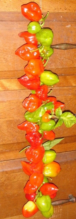 Hot Banana Pepper Plant Thoughtful Eating ~ Vegetarian Style: Hot Pepper Marmalade Photo 426