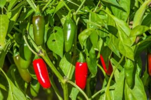 Hot Pepper Companion Plants Important Tips For Growing Jalapeños (With Images Picture 985