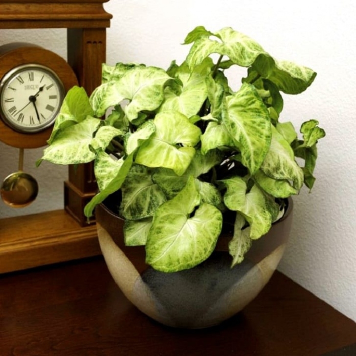 House Plant Grow Light 11 Best Indoor Vines And Climbers You Can Grow Easily In Photo 849