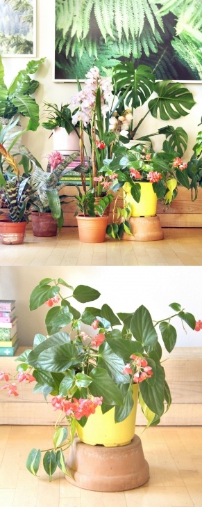 House Plant Grow Light 18 Most Beautiful Indoor Plants ( & 5 Easy Care Tips Image 786
