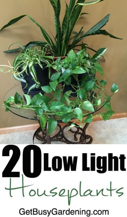 House Plant Grow Light 20 Low Light Indoor Plants That Are Easy To Grow | Plants Image 704