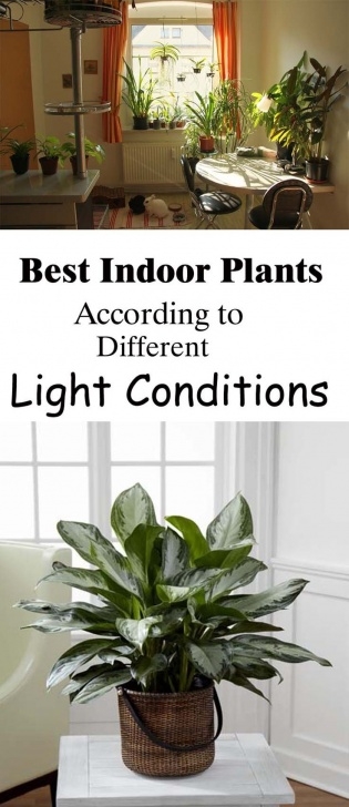 House Plant Grow Light Best Indoor Plants According To Different Light Conditions Photo 685