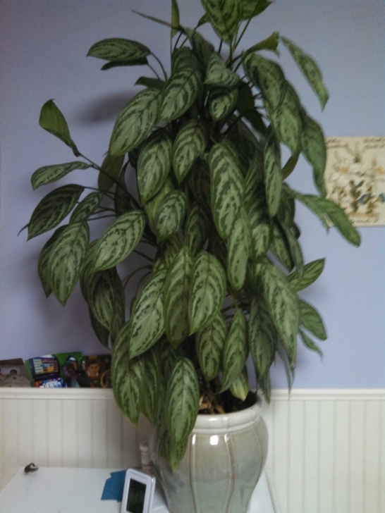 House Plant Grow Light Top 10 Low Light Houseplants - Gardenpicsandtips Photo 718