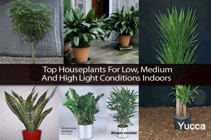 House Plant Grow Light Top Houseplants For Low, Medium And High Light Conditions Image 613