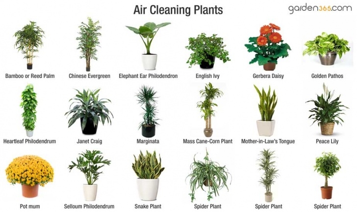 House Plants Best For Purifying Air 52 Improvements, 52 Weeks: Week 17 - Plants - Tops Day Picture 185