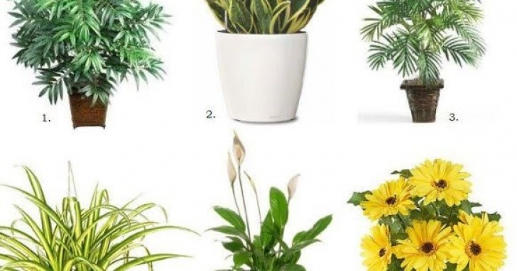 House Plants Best For Purifying Air 6 Air Purifying House Plant - Oh My Facts Photo 085