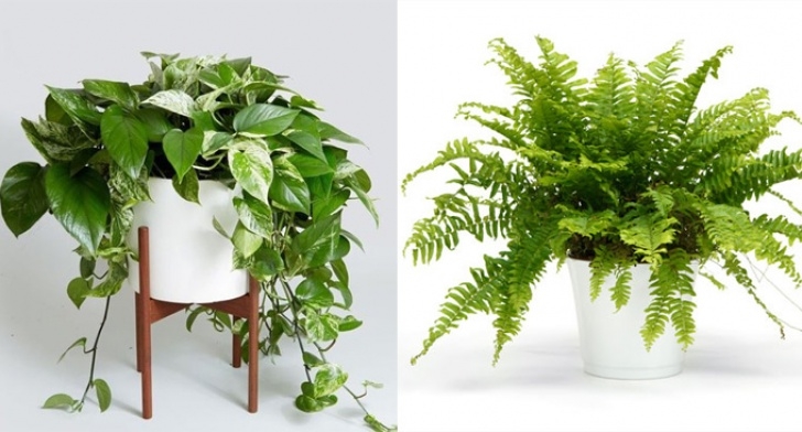 House Plants Best For Purifying Air 6 Air Purifying Plants That Will Clean The Air And Boost Photo 491