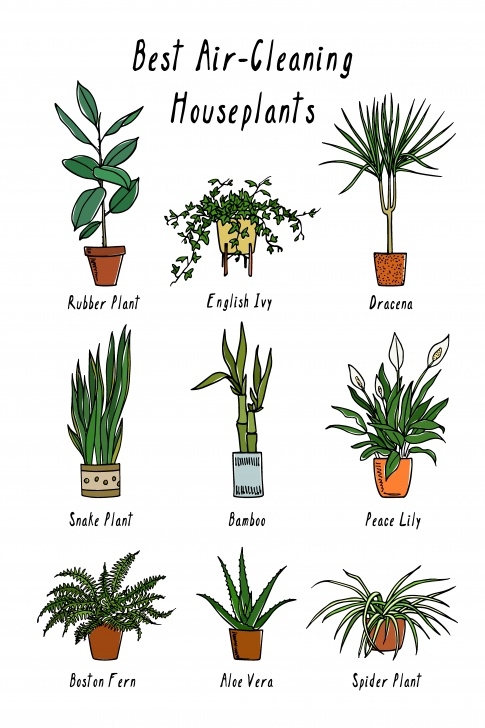 House Plants Best For Purifying Air Air Cleaning Plants - Piet Seru - Chiropractor Picture 128