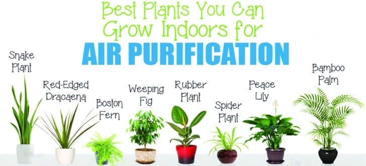 House Plants Best For Purifying Air Air-Purifying Plants For Office And Home | Miltons Matsemela Photo 506