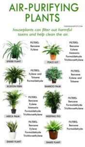 House Plants Best For Purifying Air Best House Plants For Clean Air And Better Health | Plants Photo 761