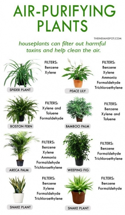 House Plants Best For Purifying Air Best House Plants For Clean Air And Better Health | Plants Photo 761