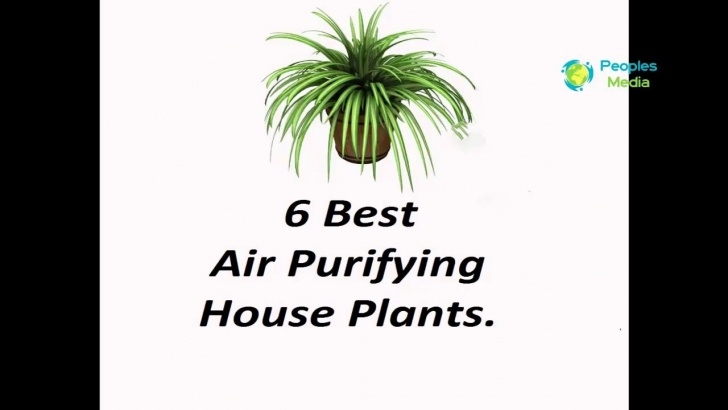 House Plants Best For Purifying Air House Plants | 6 Best Air Purifying House Plants | Peoples Image 710