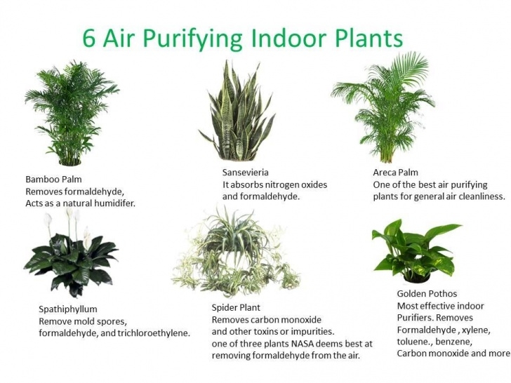 House Plants Best For Purifying Air Top 30 Plants To Detox Your Home. | Air Cleaning Plants Photo 995
