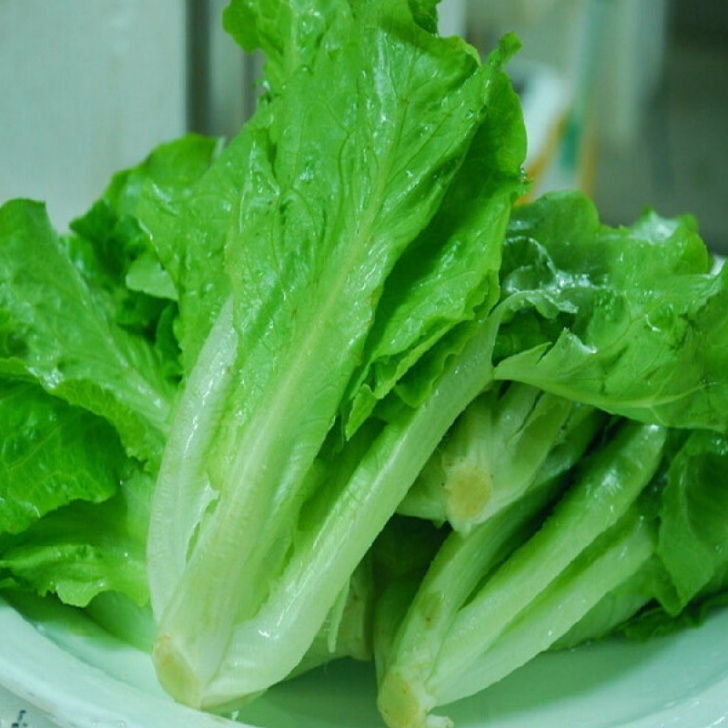 Iceberg Lettuce Plant Buy 3000Pcs Iceberg Lettuce Seeds Lactuca Sativa Vegetable Picture 186
