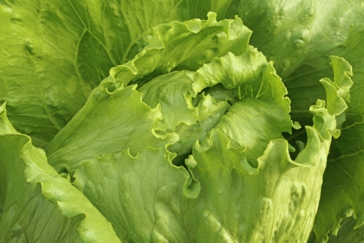 Iceberg Lettuce Plant Growing Iceberg Lettuce? | Thriftyfun Picture 320