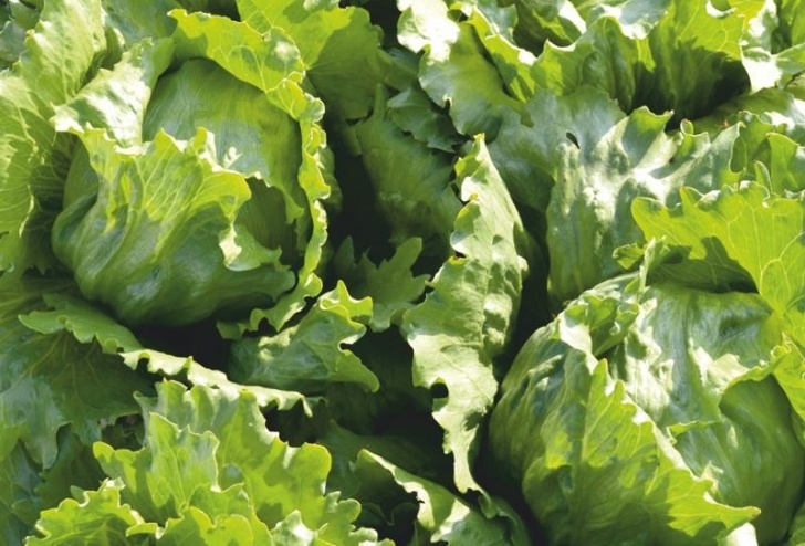 Iceberg Lettuce Plant Iceberg Lettuce Seeds - Meridiem Seeds Image 056