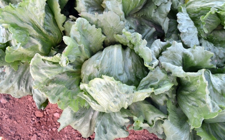 Iceberg Lettuce Plant Iceberg Lettuce Seeds - Meridiem Seeds Photo 027
