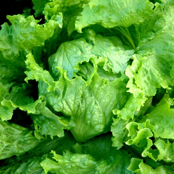 Iceberg Lettuce Plant Lettuce Iceberg 4 Appx 300 Seeds - Vegetable | Ebay Image 669