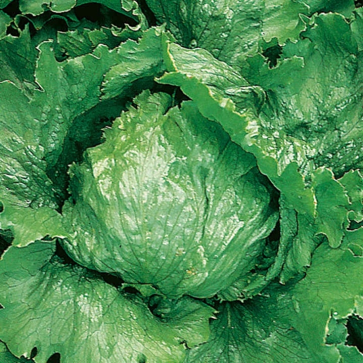 Iceberg Lettuce Plant Lettuce Lakeland Seeds - Dobies Picture 520